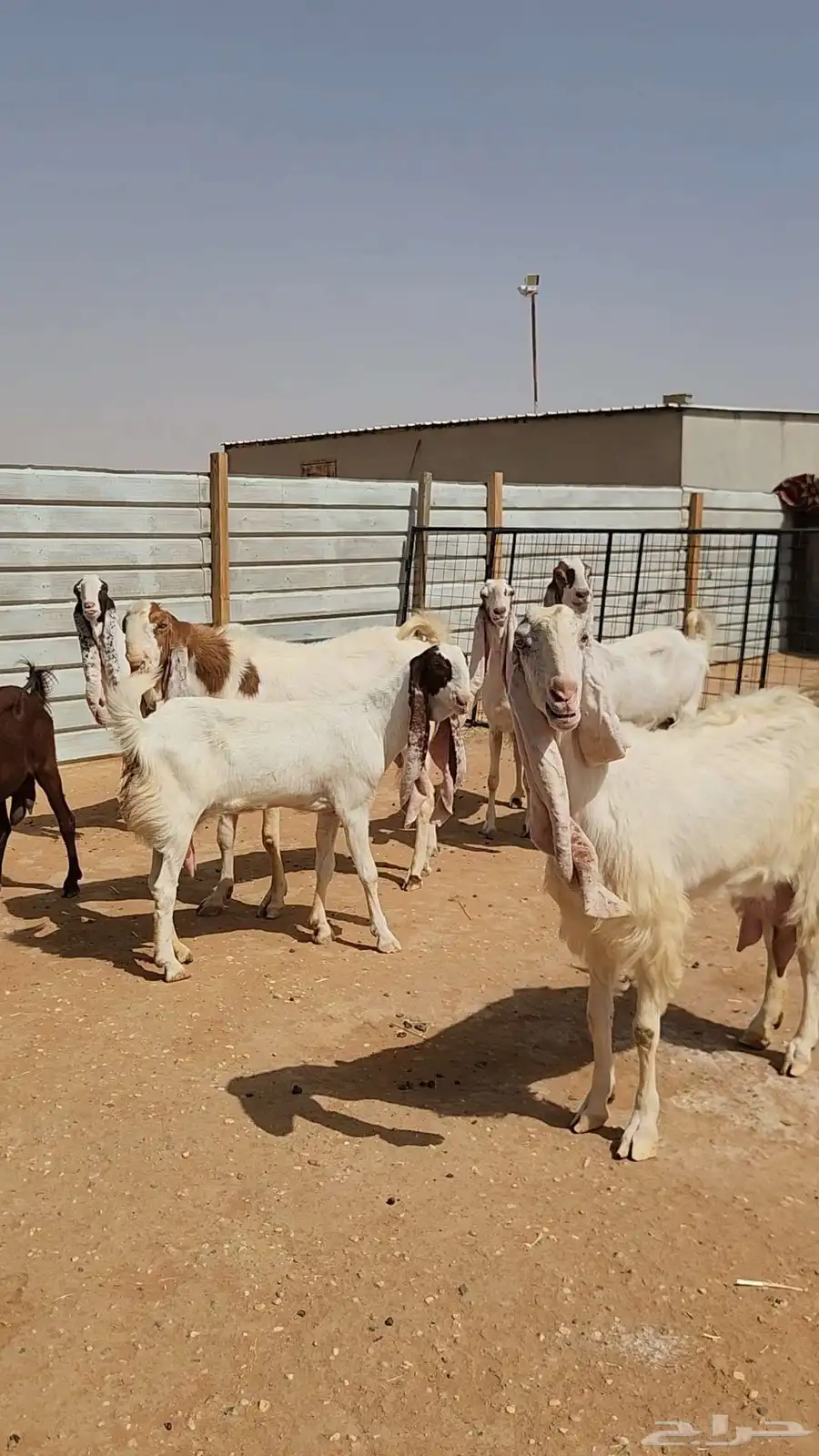 معزاء هولندية طيبة وجروم طيبة بفحلها 9