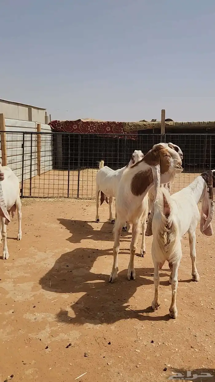 معزاء هولندية طيبة وجروم طيبة بفحلها 7