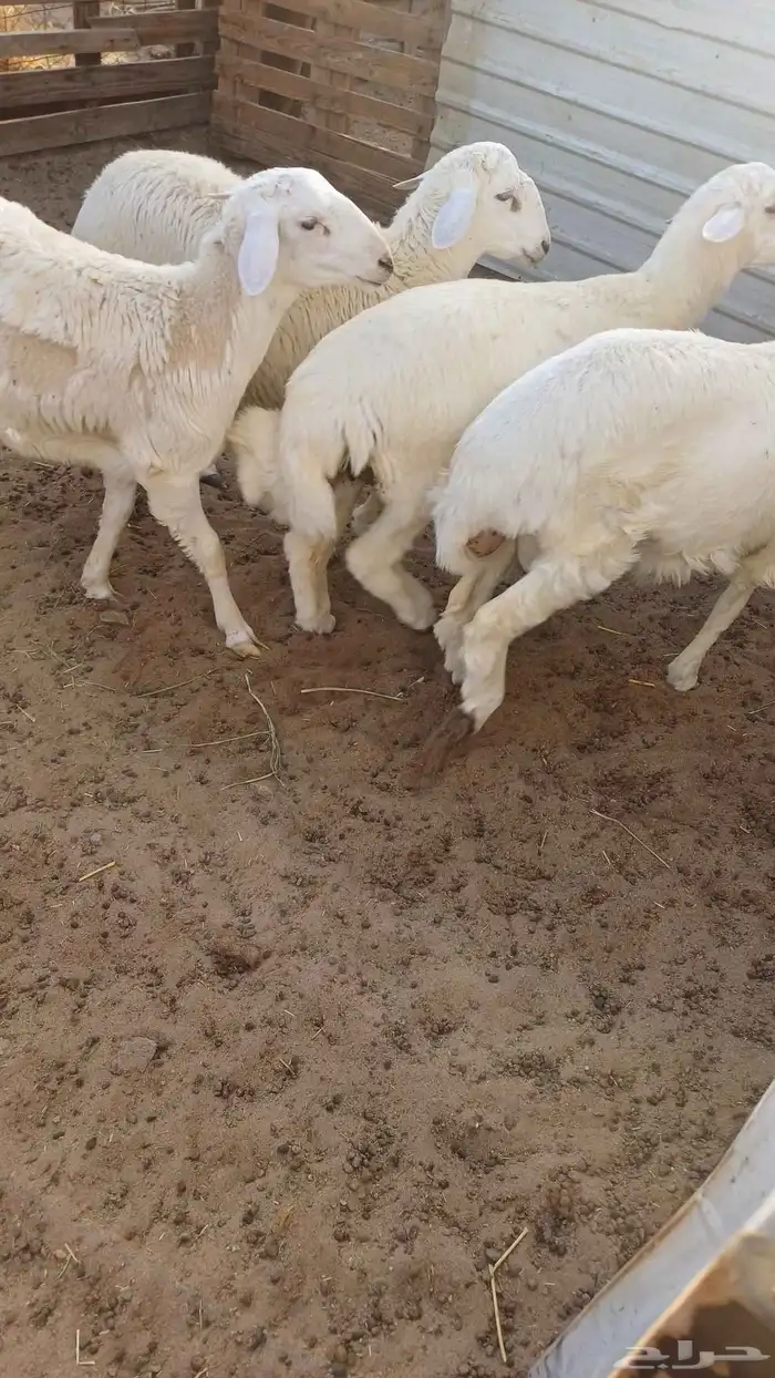 للبيع طليان خمسه 1 عمره حولى 7 شهور و4 ماعرف اعمارها 3