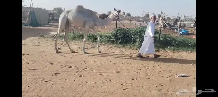 بكره جذعه بنت الفارس 1