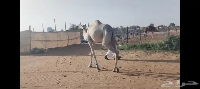 بكره جذعه بنت الفارس 3