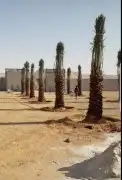 نقوم بتوريد أنخيل وغرسه وتنفيذ بنا حجر الطبيعي تسوير المزراع 1