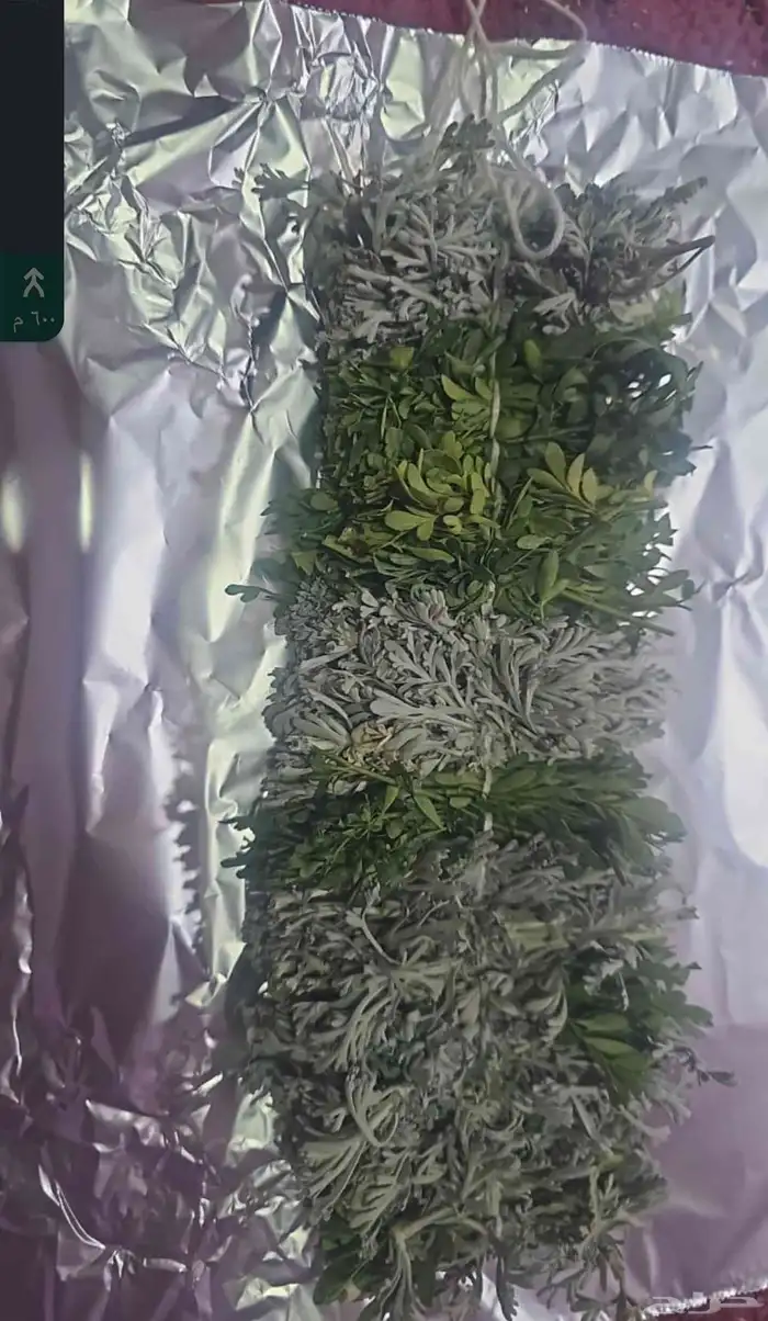 فل الرياض  لبيع الفل والخطور والعزاني والكاذي 1