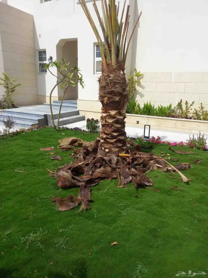 تنسيق الحديق أشجار الزهور الزراعه النخل تنسيق الحديق المنزل 7