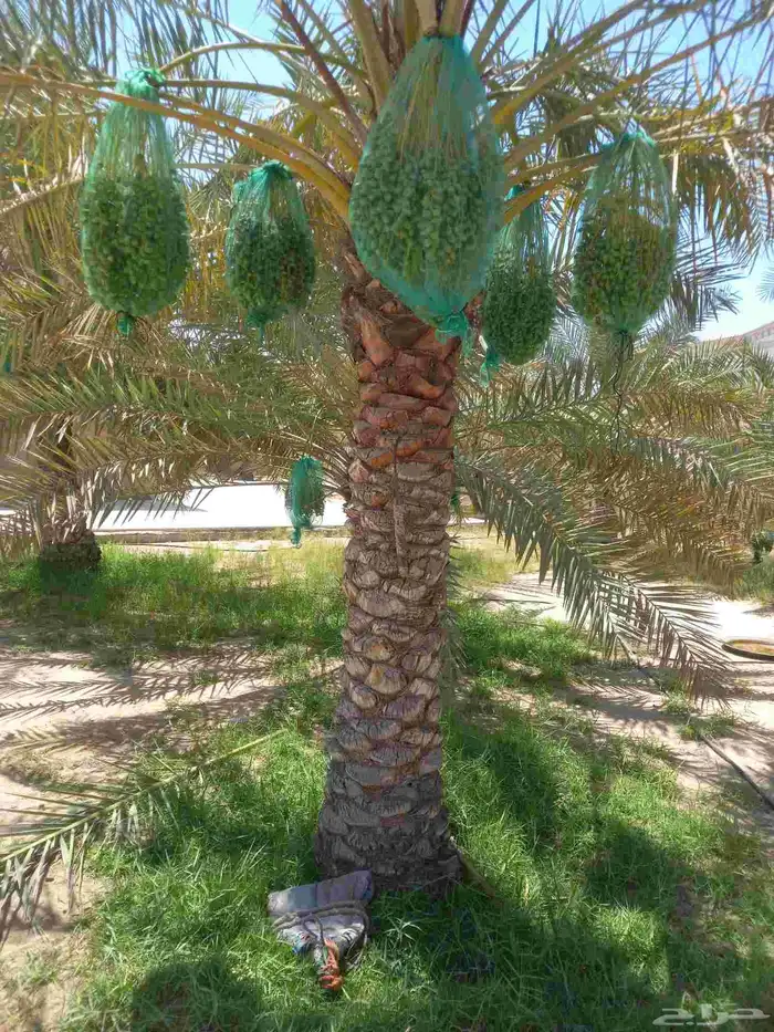 تنسيق الحديق أشجار الزهور الزراعه النخل تنسيق الحديق المنزل 1