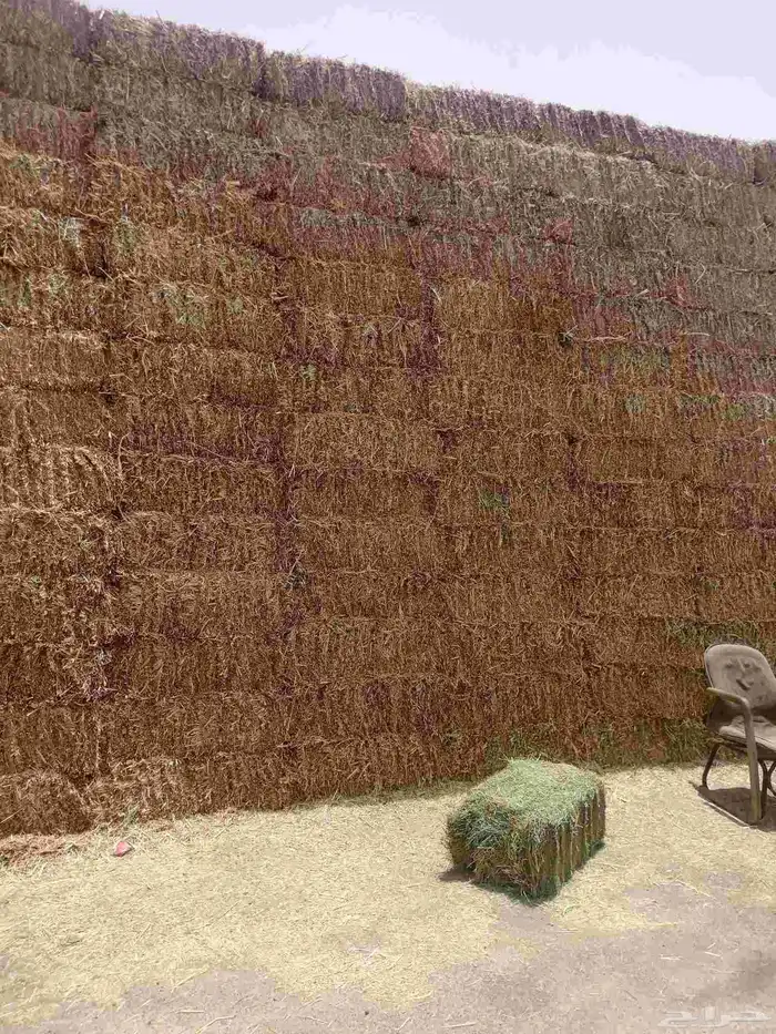 سوق البرسيم والاعلاف التبن والروتس والذره 2