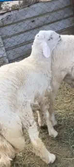 ذبائح مع السلخ والتوصيل مجانا لباب البيت ابها 2