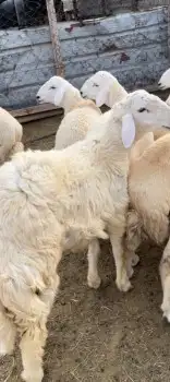ذبائح مع السلخ والتوصيل مجانا لباب البيت ابها 1