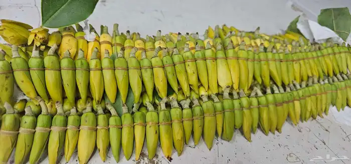 فل الرياض  لبيع الفل والخطور والعزاني والكاذي 0