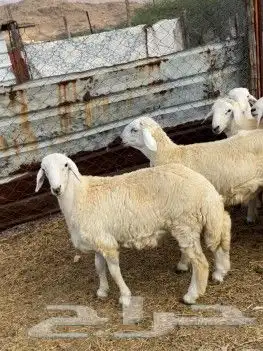 ذبائح مع السلخ والتوصيل مجانا لباب البيت ابها 0