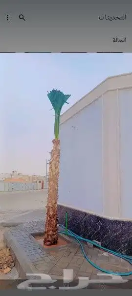 يتوفر لدينا جميع أنواع النخيل 8