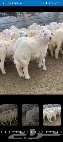 ذبائح مع السلخ والتوصيل مجانا لباب البيت ابها 4