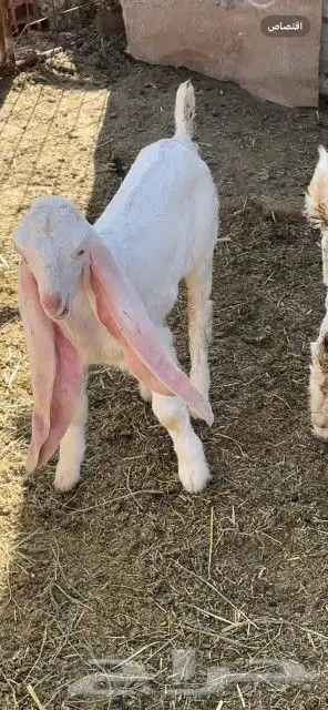 تيس فحل 5