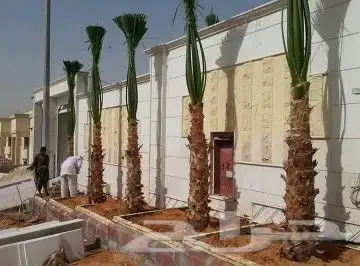 يتوفر لدينا جميع أنواع النخيل 3