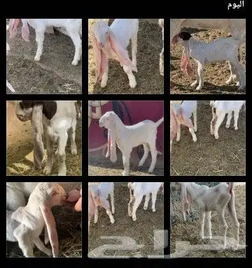 تيس فحل 3