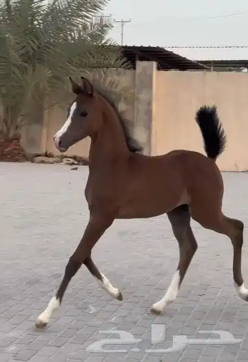 فرس مكس جمال تحتها مهر و لقاح 2