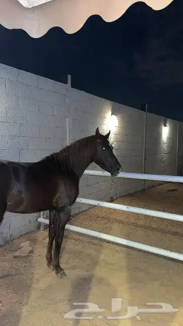 اسطبل السعاده يوجد غرف خيل يوجد ركوب الخيل   مرحبا مسهلا 0