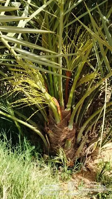 نخل عربي مثمر بسعار مناسبه 0