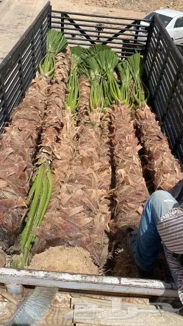 يتوفر لدينا جميع أنواع النخيل 7