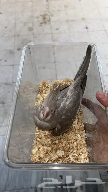 للبيع فروخ كروان 3