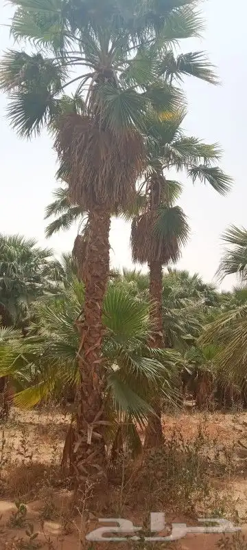 نخيل وشنطني وعربي وزيتون 5