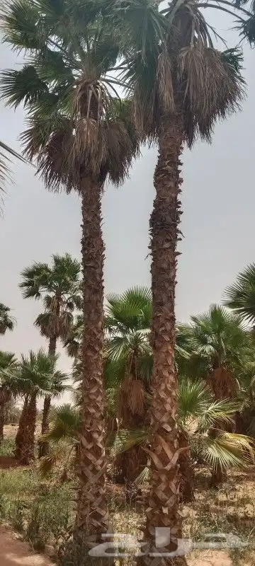 نخيل وشنطني وعربي وزيتون 6