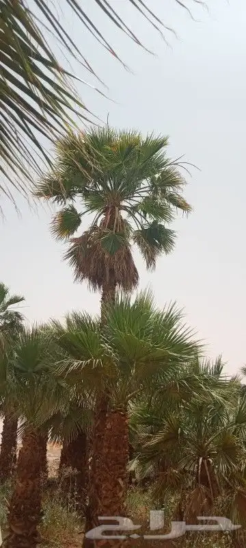 نخيل وشنطني وعربي وزيتون 4