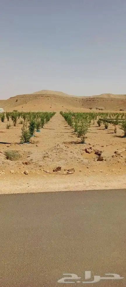 نقوم بتركيب جميع انواع شبوك المجلفن والعايدي والسياج الامني 3