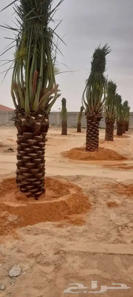 نخل لبيع بجميع انواعه 10