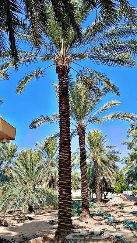 يتوفر لدينا جميع أنواع النخيل 1