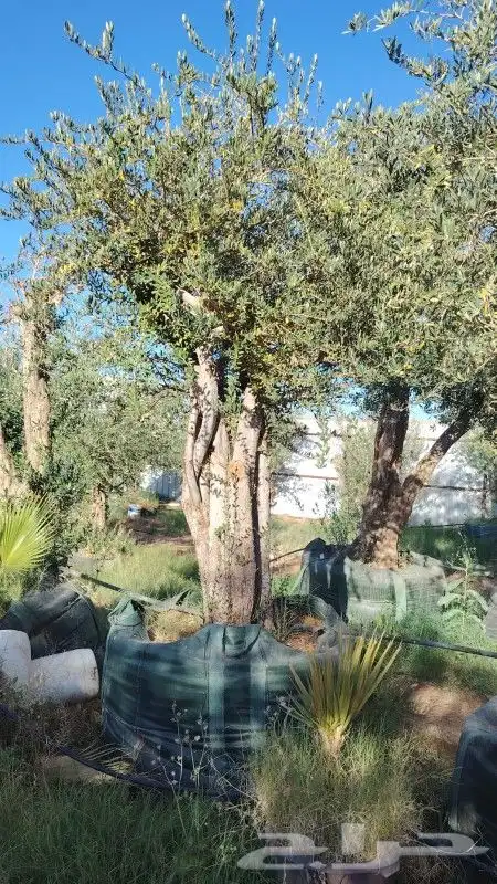 نخيل وشنطني وعربي وزيتون 7