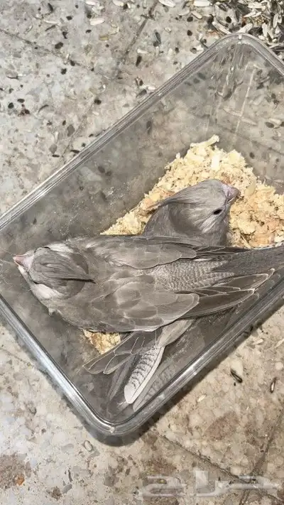 للبيع فروخ كروان 2