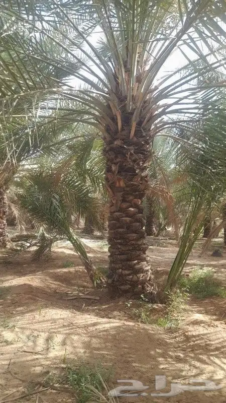 النخل للبيع 3