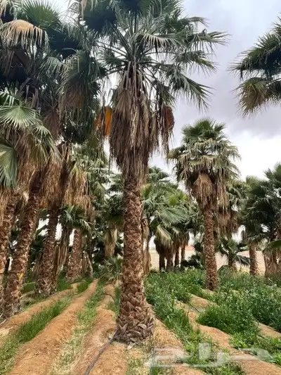 نقوم بتوريد أنخيل وغرسه وتنفيذ بنا حجر الطبيعي تسوير المزراع 0