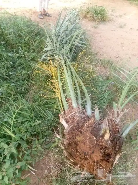 نخل البيع 2