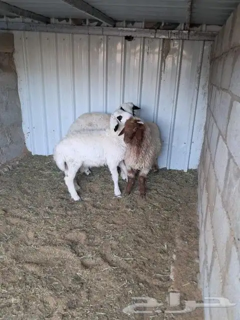 ذبايح طيبه في مزرعه الي يبي شي نظيف لبيته لايفوته 2