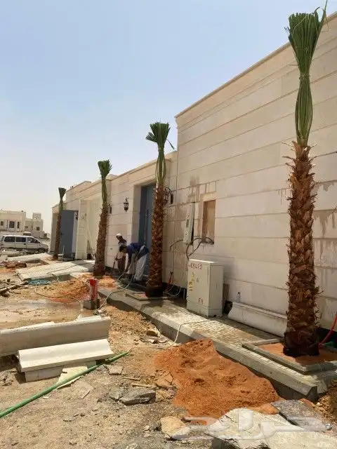 يتوفر لدينا جميع أنواع النخيل 4