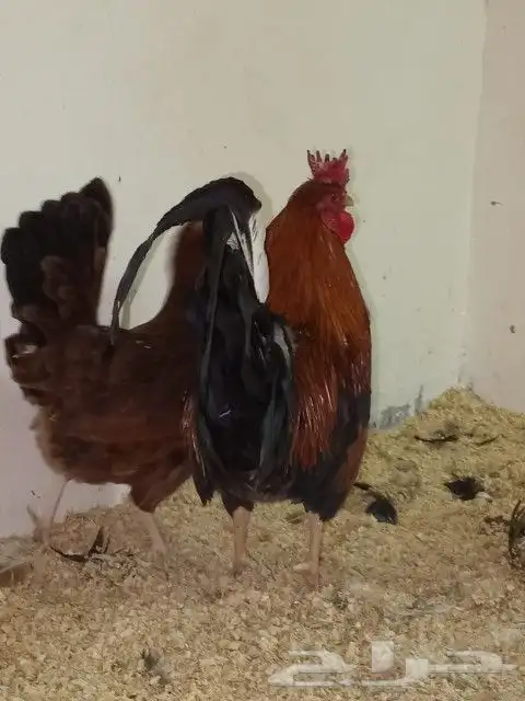صوص دجاج تراثي اصيل 6