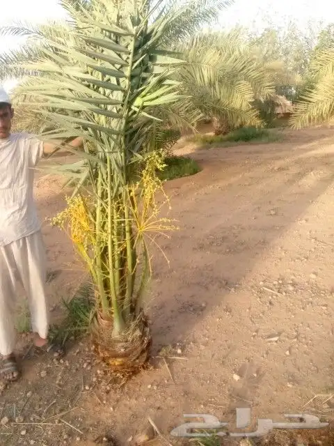 نخل البيع 5