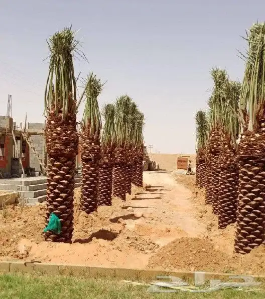 يتوفر لدينا جميع أنواع النخيل 6