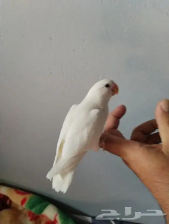 روز البينو هداد 0