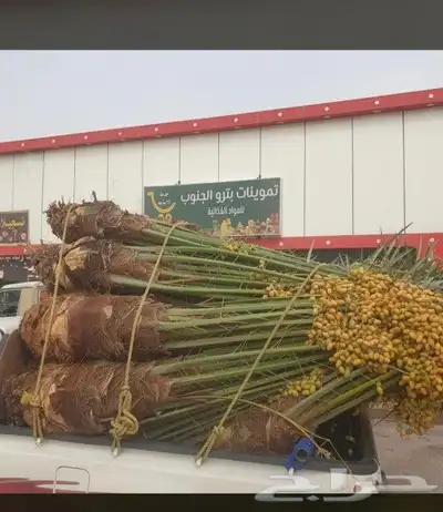 نقوم بتوريد أنخيل وغرسه وتنفيذ بنا حجر الطبيعي تسوير المزراع 2