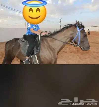 اسطبل السعاده يوجد غرف خيل يوجد ركوب الخيل   مرحبا مسهلا 1