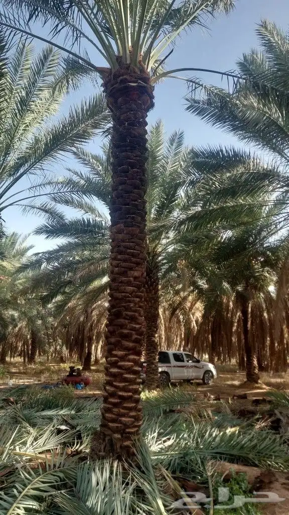 نخل مثمر للبيع 1