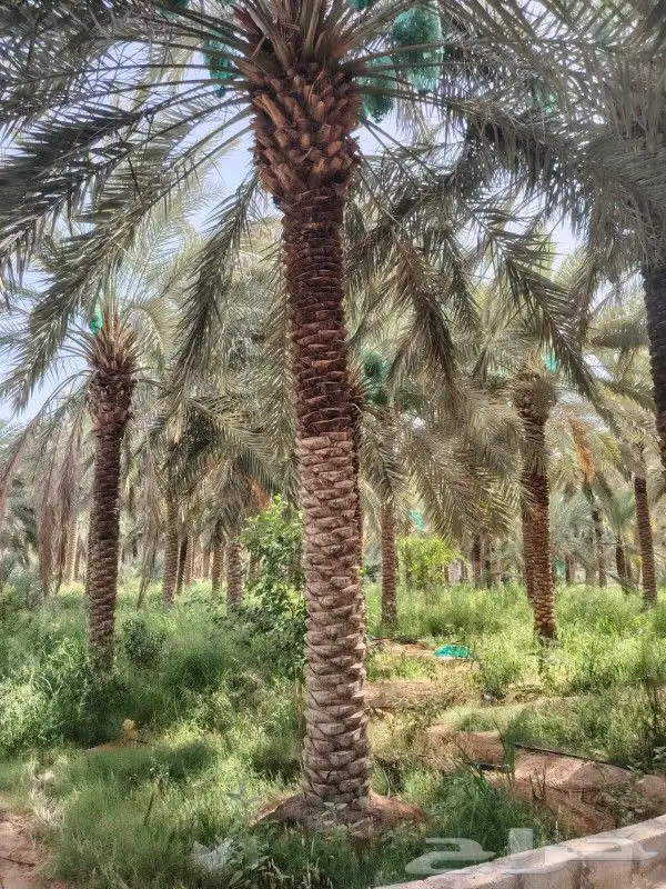 نخيل وشنطني وعربي وزيتون 1