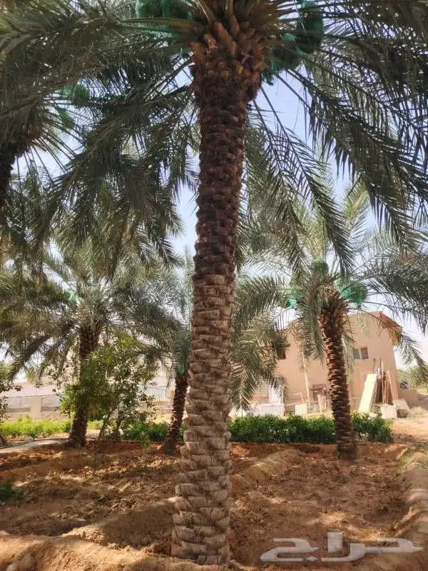 نخيل وشنطني وعربي وزيتون 2