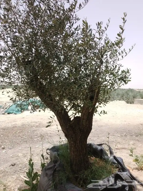نقوم بتركيب جميع انواع شبوك المجلفن والعايدي والسياج الامني 5