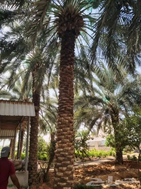 نخيل وشنطني وعربي وزيتون 0