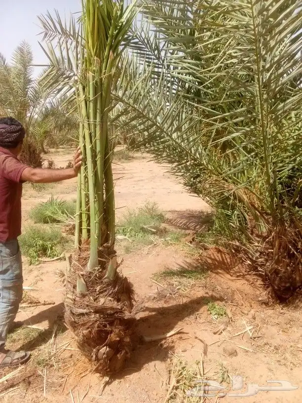 نخل البيع 6