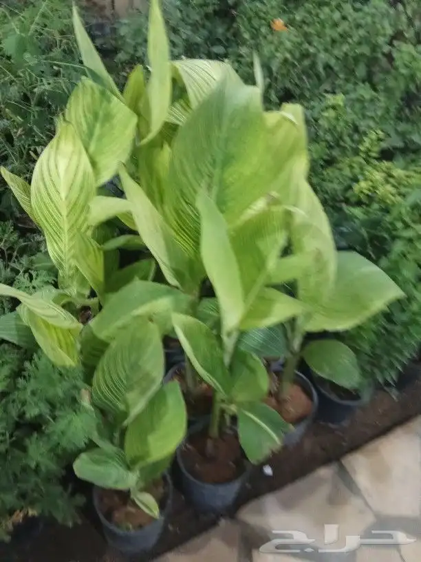 تنسيق حدائق 0